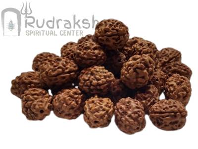 4 Mukhi Rudraksha from Indonesia